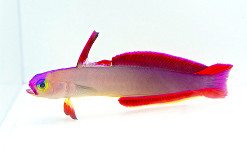 Firefish_Goby_Purple