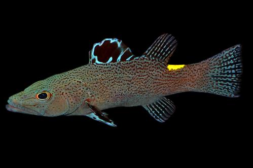 Grouper_Arrowhead