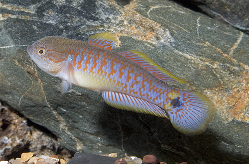 Gudgeon_Peacock