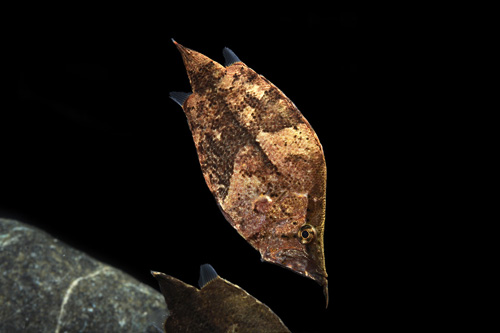Leaf_fish_South_Am