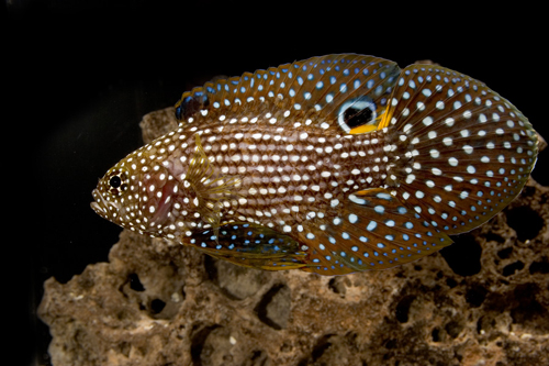 Marine_Betta