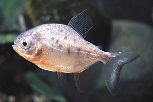 Pacu_Red