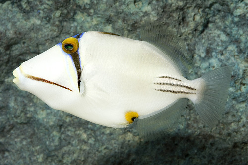 Splendid Garden Eel